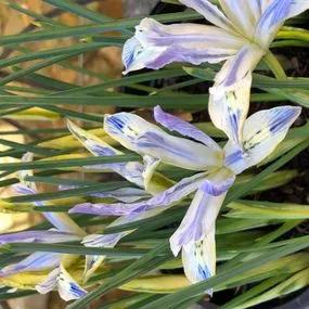 Painted Lady Dwarf Iris Bulbs (Iris reticulata Painted Lady) Img 4